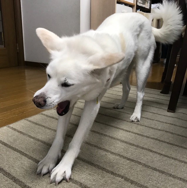 これも あり!? ♪