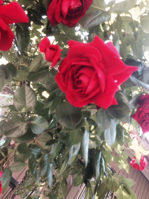 🌹