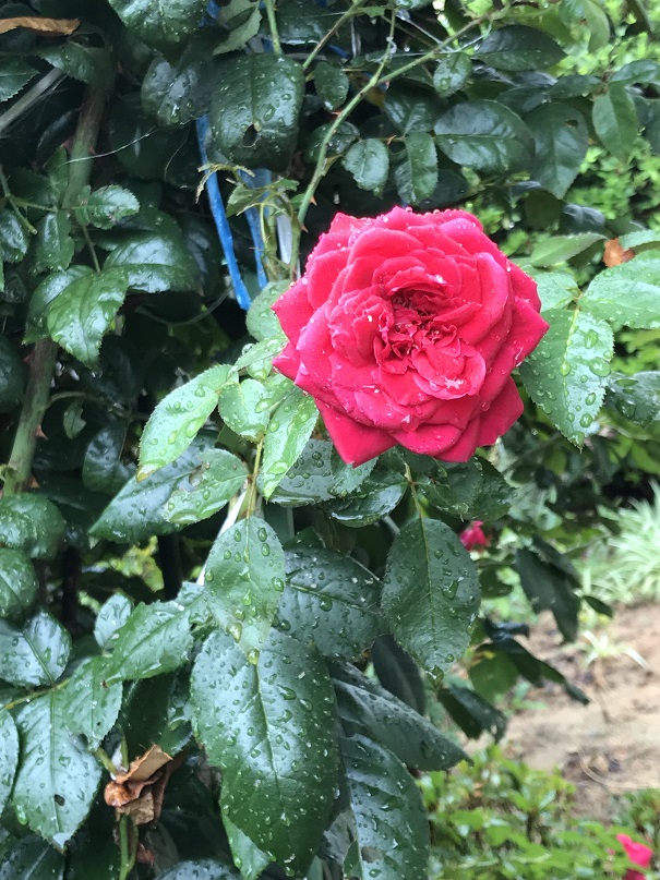 やっと、雨☂が降ってきた!!!
