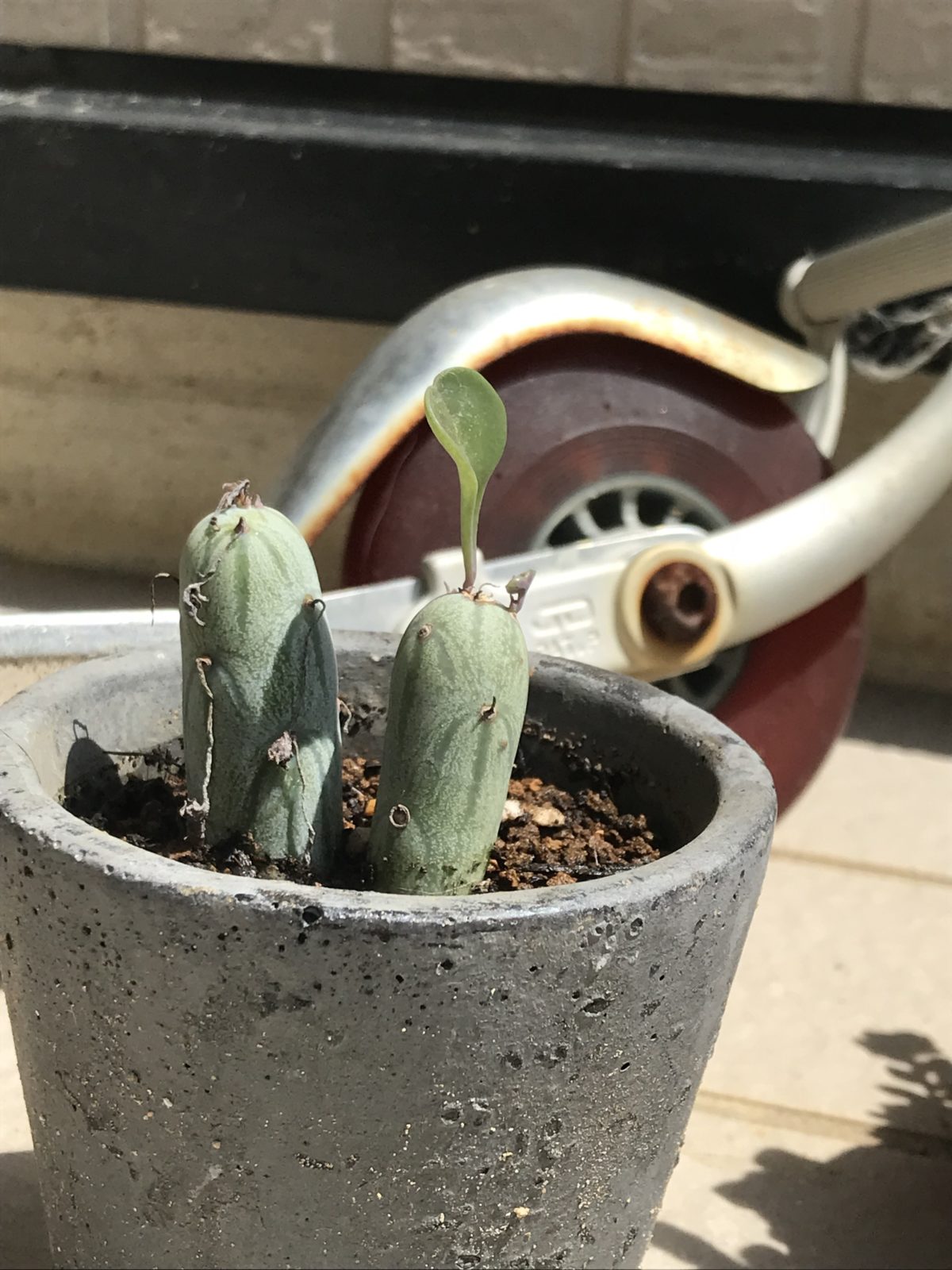 多肉植物!!!