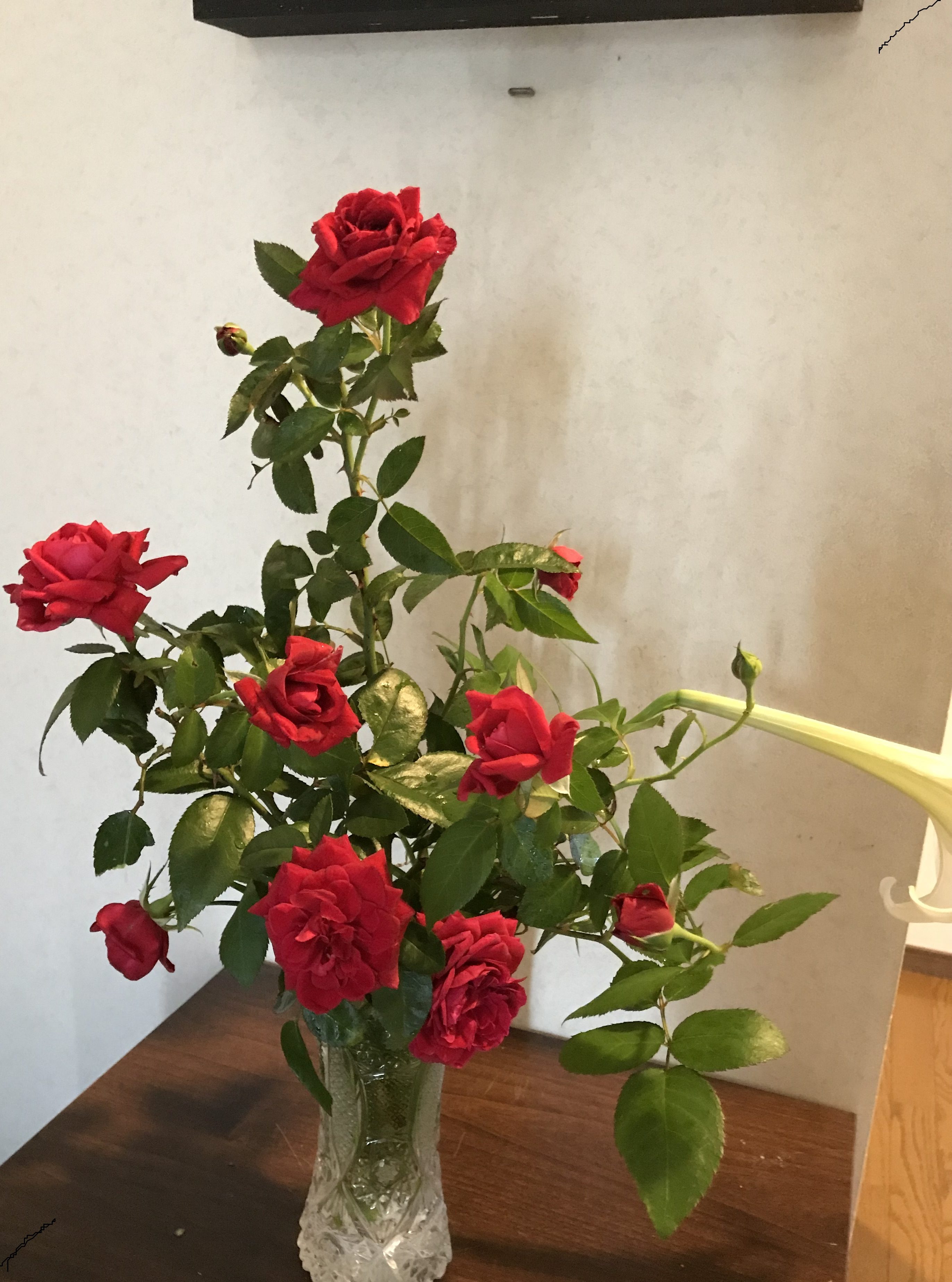 薔薇が綺麗に咲きました🌹